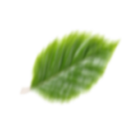 Leafs